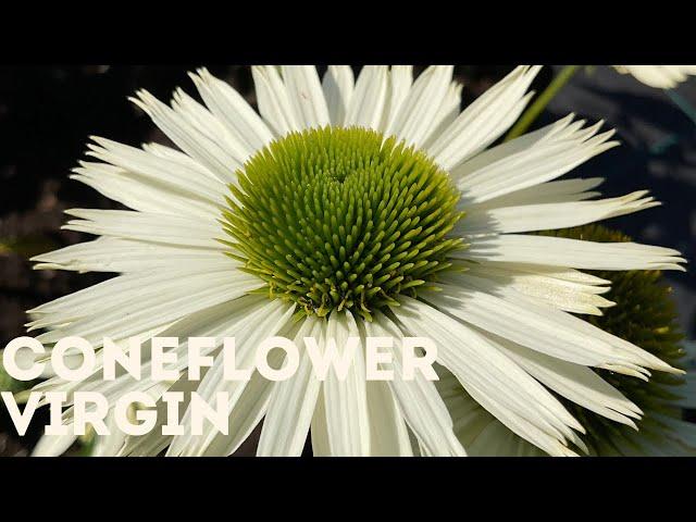 Coneflower - Virgin 4K