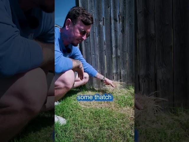 What is Thatch in Your Lawn?