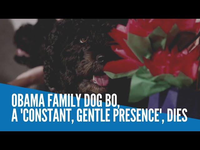 Obama family dog Bo, a 'constant, gentle presence,' dies