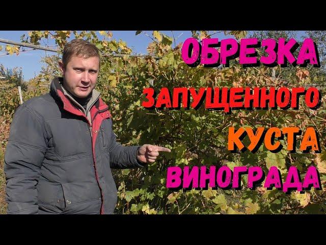 Обрезка запущенного куста винограда | Обрезка винограда осенью | Для начинающих