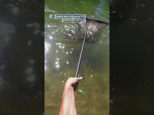 Stalking big Carp! - ‘In Pursuit of Carpiness 2’ on FishingTV