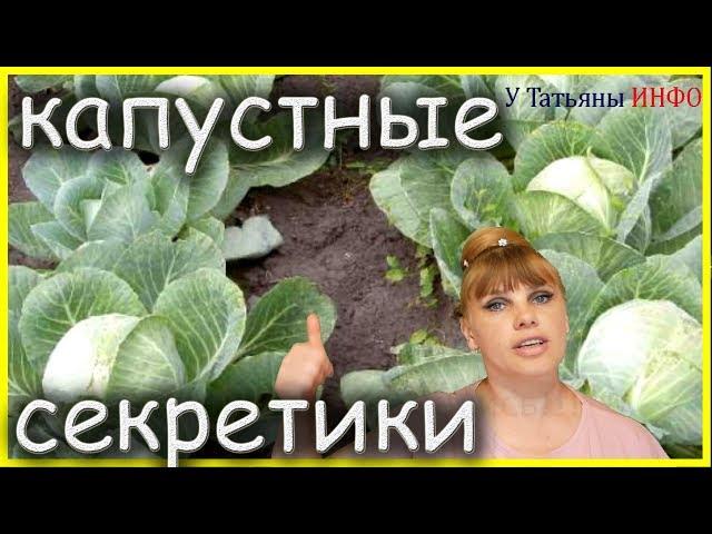 КАПУСТНЫЕ СЕКРЕТЫ – как получить хороший урожай КАПУСТЫ...