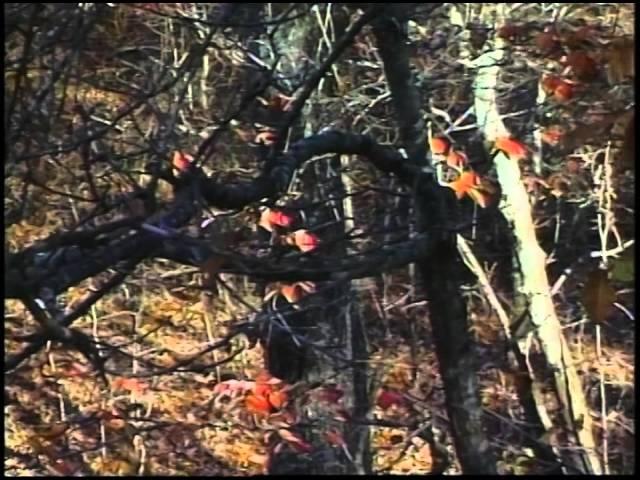 Ultimate Whitetail Season 2   1996