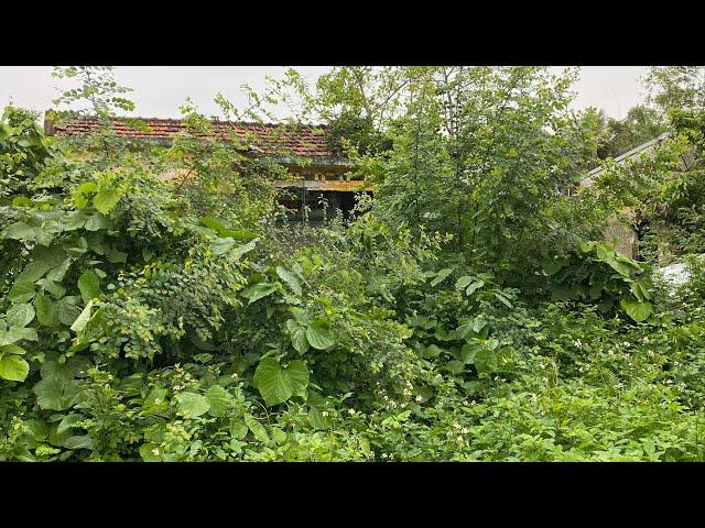 Clean up an abandoned house with overgrown trees on the roof - Perfect transformation