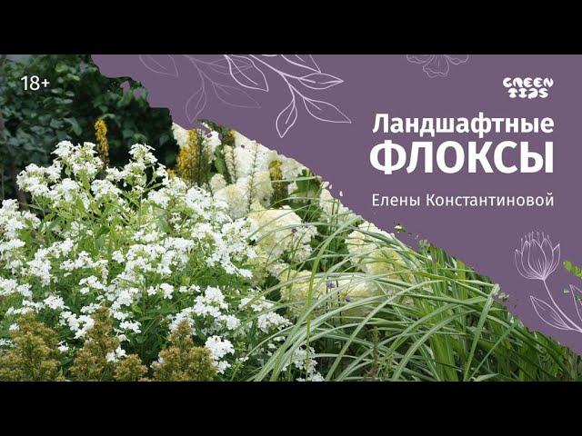 Флоксы Елены Константиновой