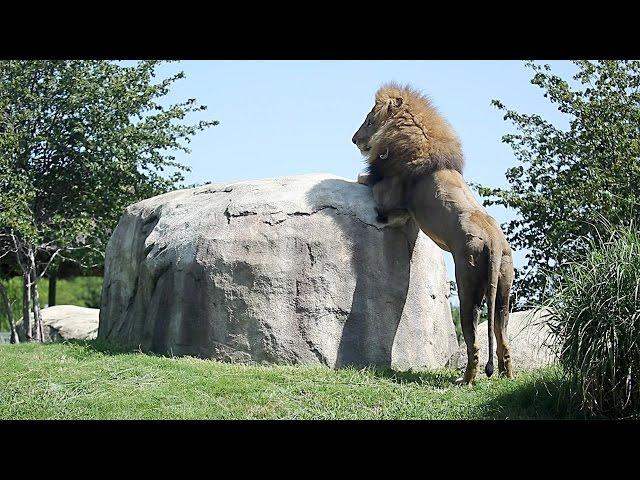 Dallas Zoo welcomes new male lion