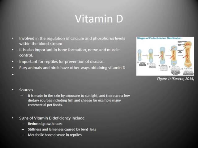 Animal Nutrition: Vitamins Video