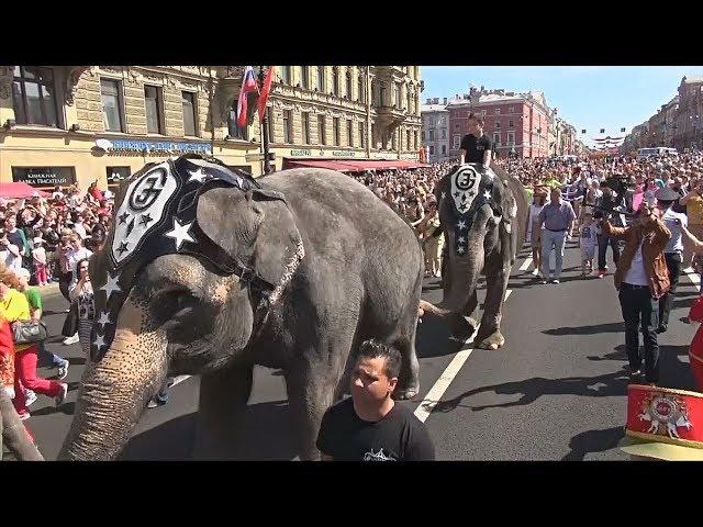 Слоны на Невском: как в Санкт-Петербурге отмечали День города