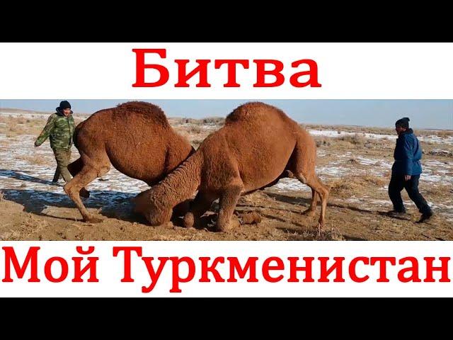 Битва верблюдов.  Туркменистан.