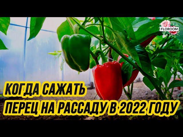 Когда сажать перец на рассаду в 2022 году