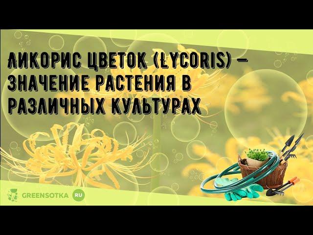 Ликорис цветок (Lycoris) — значение растения в различных культурах