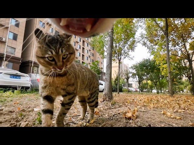 Cat with GoPro fights and asserts dominance | Compilation Douyin