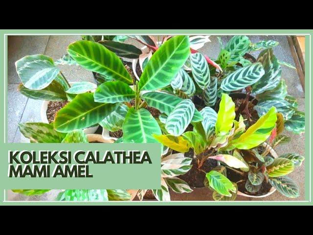 Calathea Koleksi Mami Amel | Tips Perawatan Tanaman Calathea