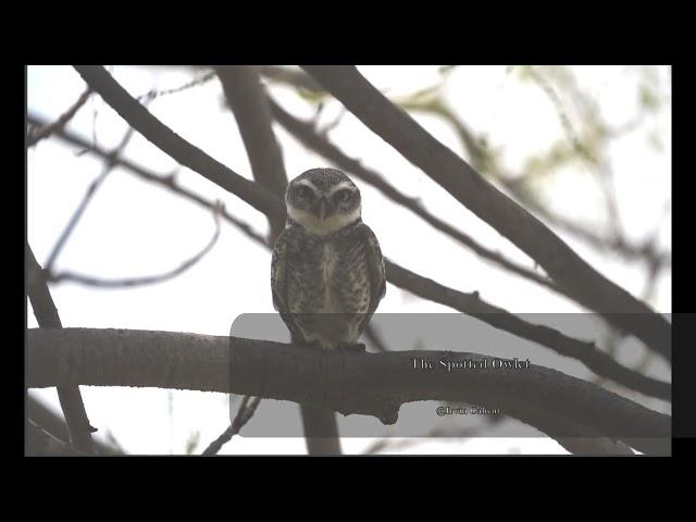 Spotted owlet in misty morning