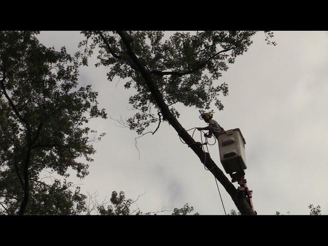 Large Tree Pruning