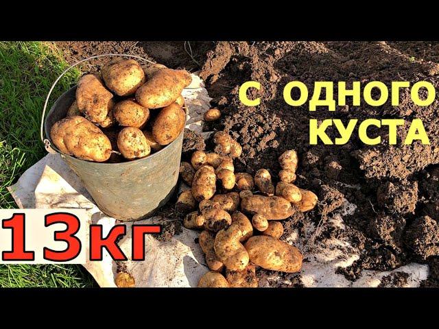 РЕКОРДНЫЙ урожай картошки 13 кг С КУСТА. Выращивание картофеля в ящике.