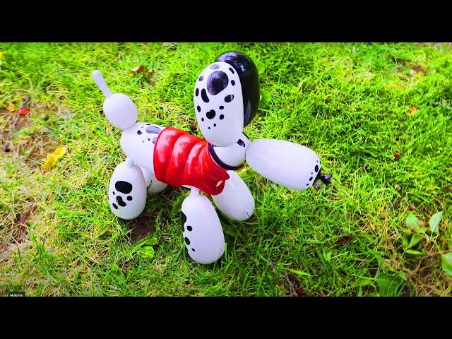 What Is This Pet? - It's Squeakee The Balloon Dog