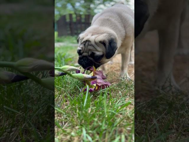 Мопс їсть квіточку  #мопс #mops  #funny #pug #pets #puglife #flower #eating #doglover