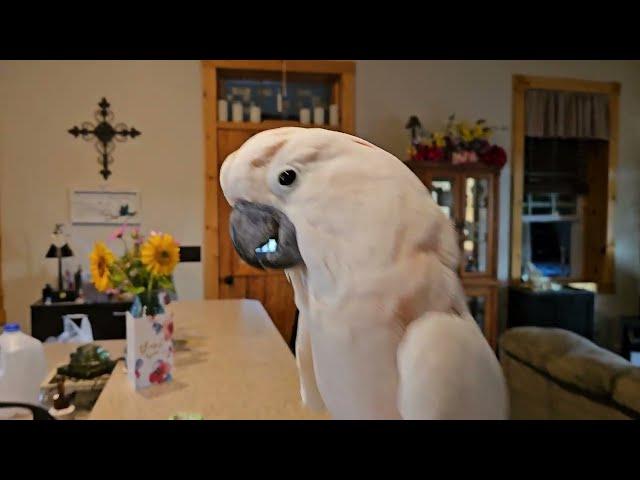 A Cockatoo Full Of Vim & Vigor