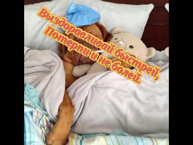 Выздоравливай и не болей! Оздоровительная открытка с пожеланиями!