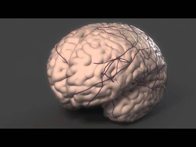 Growing a Brain.... without a Body -