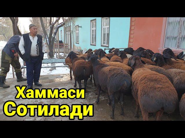 Эгизакчи бугоз хисори куйлар сотилади