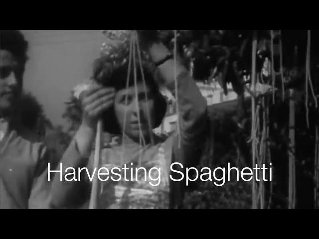 BBC: Spaghetti-Harvest in Ticino | Switzerland Tourism