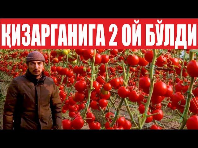 Пахтачини Помидорчи қилмокчи бўлган деҳқондан келган видео (Tomato Betis F1-Sakata)