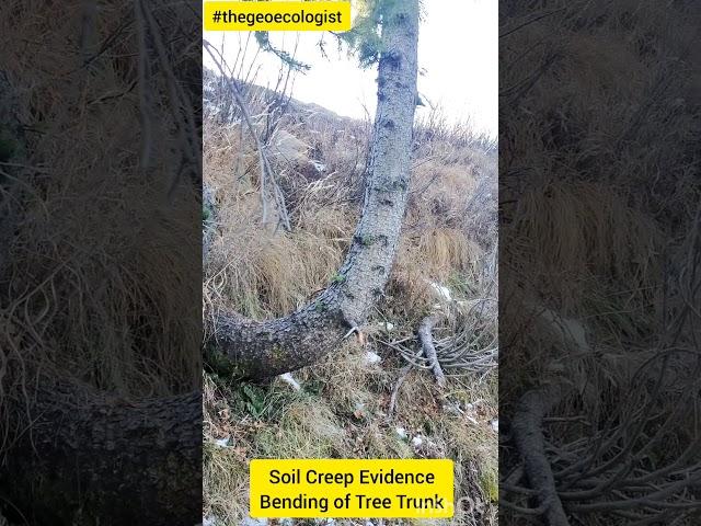 Soil Creep- Bending of Trunk on Slope- geoecologist #shorts