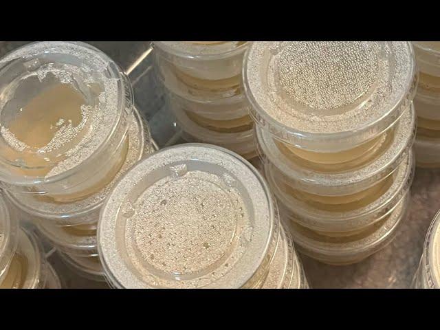 How to inoculate mushroom grain spawn using agar