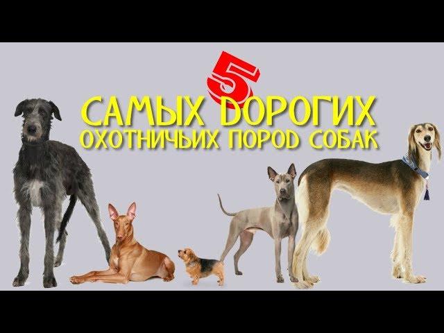 5 САМЫХ ДОРОГИХ ОХОТНИЧЬИХ ПОРОД СОБАК