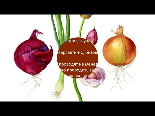 Эх,лук-лучок, золотая луковица