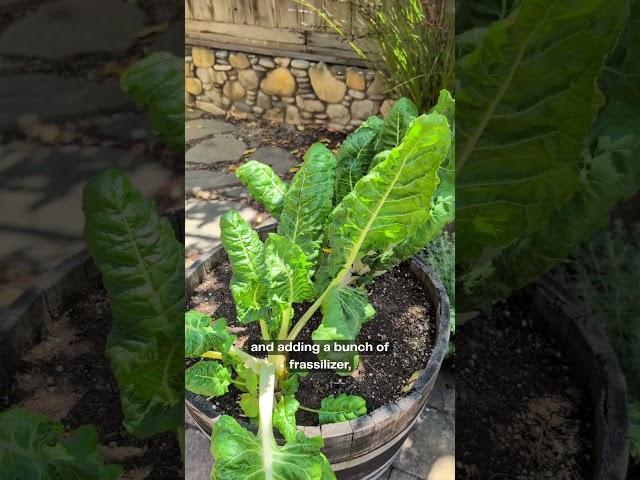 Chard Update: How did the Frass do? #garden