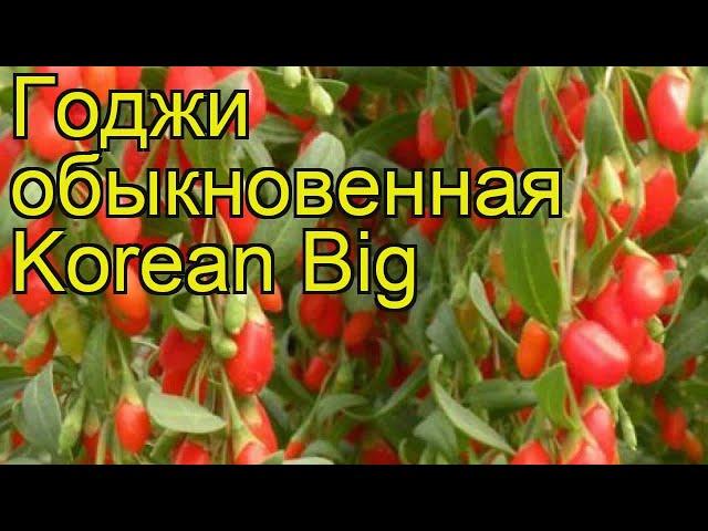 Годжи обыкновенная Korean Big. Краткий обзор, описание характеристик, где купить саженцы