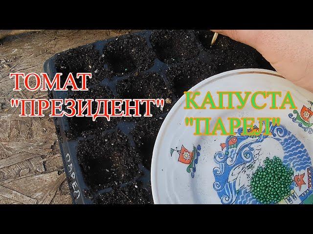 Как получить ранний урожай овощей. Часть #1. Посев семян капусты и томатов.