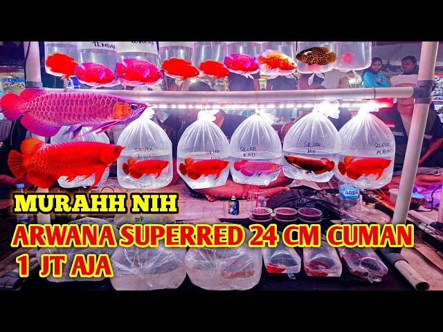 IKAN ARWANA SUPERRED DAN PREDATOR MURAH // UPDATE Harga IKAN ARWANA DI PASAR IKAN HIAS JATINEGARA