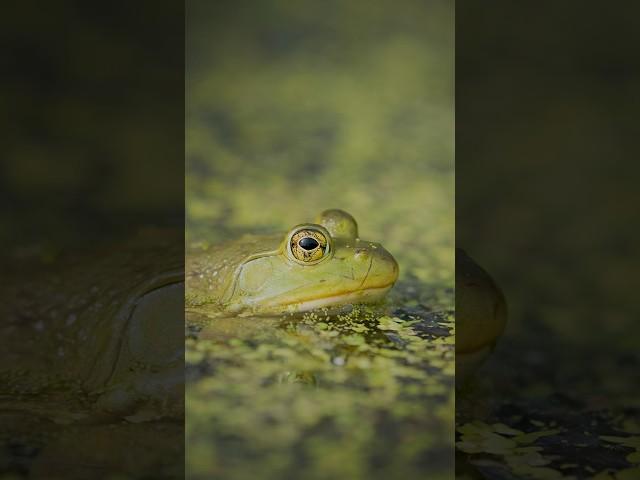 That beautiful green frog #nature #frog #wildlife #vibes