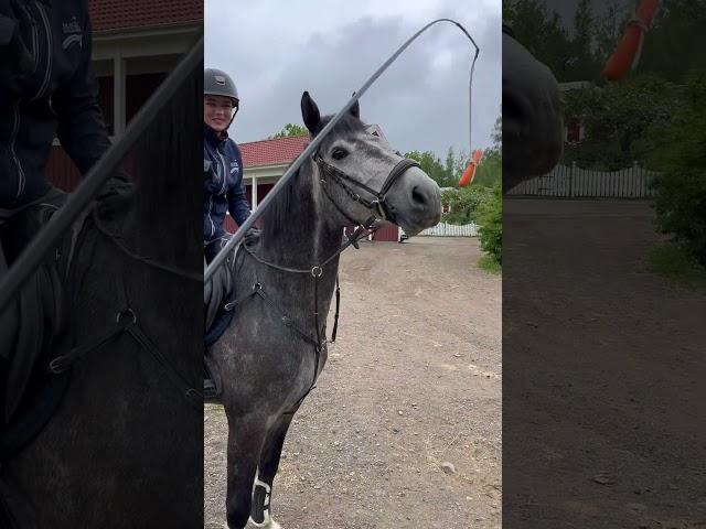Riding my stallion with a carrot on a stick  #stallion #horse #horseriding #funvideo #equestrian