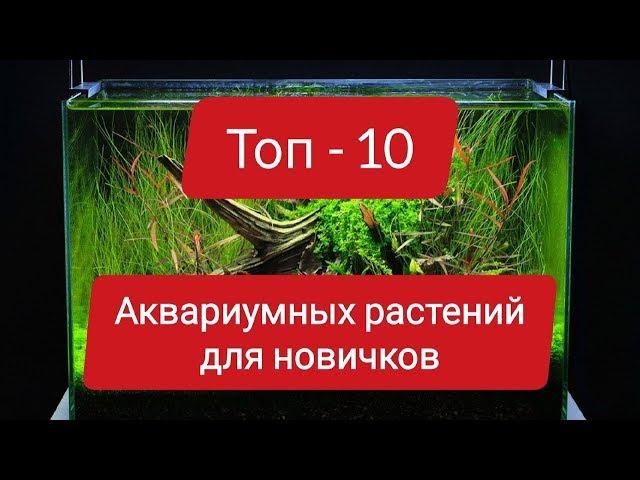 TOP-10 AQUARIUM PLANTS FOR BEGINNERS