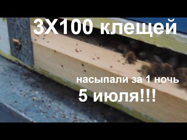 Когда ставить полоски от клеща / сотни клещей в июле!