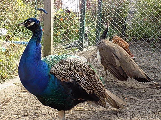 wysyłka kurierem pawia na RANCZO MACIEJA,We send by peacock courier #birds #peacock #aviary #animals