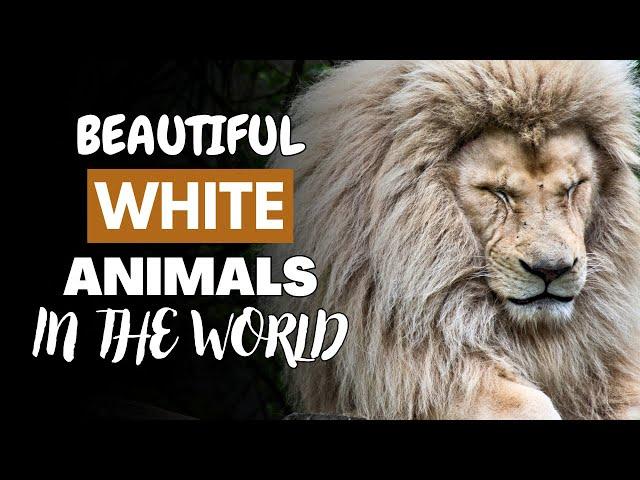 15 Most Beautiful White Animals In The World | Jungle Flicks