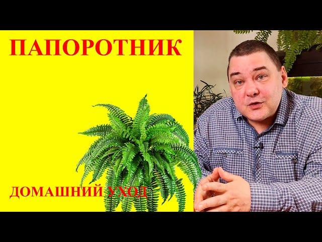 Папоротник. Уход в домашних условиях