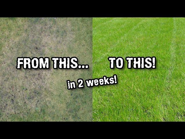 Fixing our dead lawn WITHOUT fertiliser!