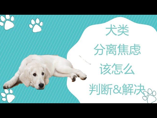 犬类分离焦虑症该如何判断和初步引导