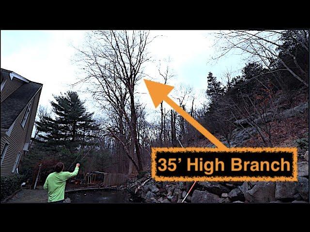 How to cut a high tree branch