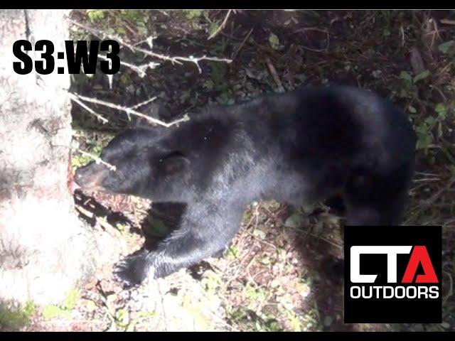 Bear Hunting PAST HUNT--CTA: S3:W3 --Black Bear Bow Hunt--