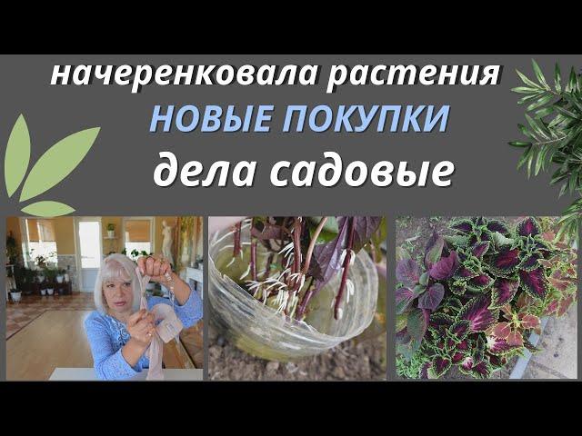 Влог/Рассказываю, что нового купила/Начеренковала колеусы/Вот что получилось из Бушмена@SubTatiana