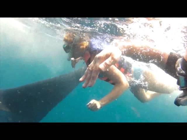 Whale shark adventure Cancun/ Плавание с китовой акулой в Канкуне