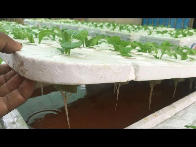 Brilliant idea |How to Grow Green Oak And Red Oak Lettuce Salad in Styrofoam Foam Box for beginners